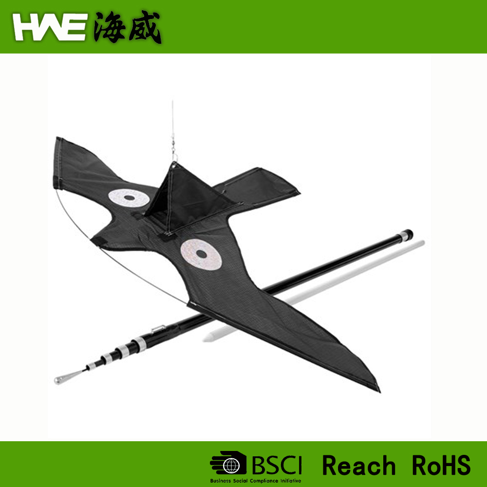  Hawk Kite Bird Scarr